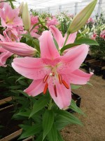 [4306 Piceno VH No202.JPG]